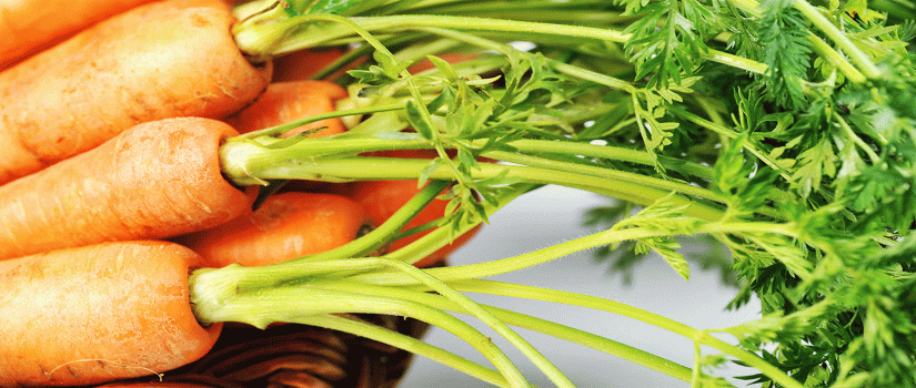 cultivo zanahoria
